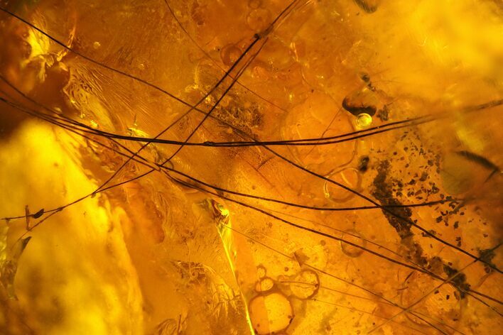 Mammalian Hair Preserved In Baltic Amber - Rare! #128286